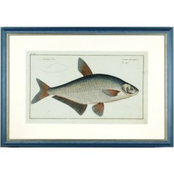 Zope - Cyprinus Ballerus - Kupferstich, Bloch, 1784