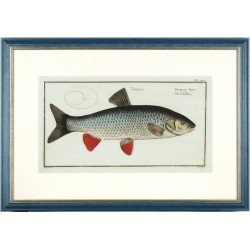 Orfe - Cyprinus Idus - copperplate, Bloch, 1784
