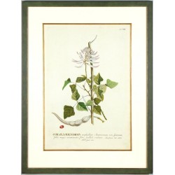 Korallenbaum - Corallodendron - Kupferstich - Trew, Ehret - 1750