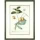 Guava - Guaiaba - copperplate - Trew, Ehret - 1750