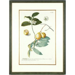 Guava - Guaiaba - copperplate - Trew, Ehret - 1750
