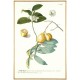 Guava - Guaiaba - copperplate - Trew, Ehret - 1750
