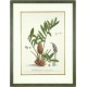 Palm grass - Palmifolia - copperplate - Trew, Ehret - 1750