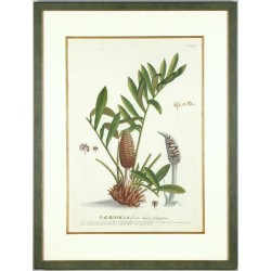 Palm grass - Palmifolia - copperplate - Trew, Ehret - 1750