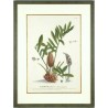 Palmová tráva - Palmifolia - mědirytina - Trew, Ehret - 1750