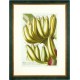 Bananas - Musae fructu longiori - copperplate - Trew - 1752