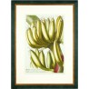 Bananas - Musae fructu longiori - copperplate - Trew - 1752