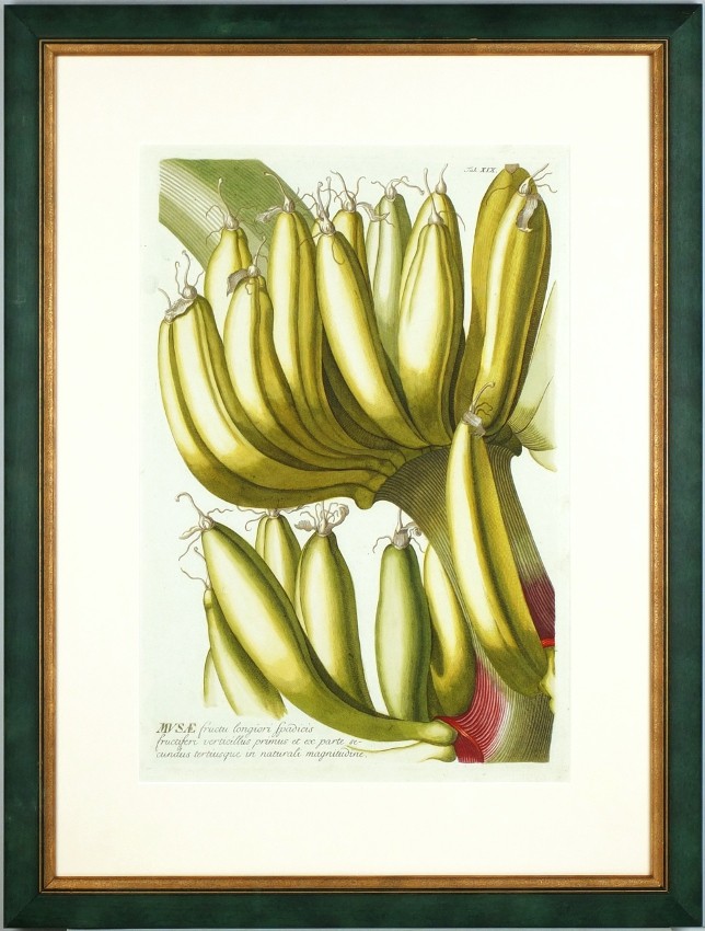 Banány - Musae fructu longiori - mědirytina - Trew - 1752