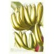 Bananen - Musae fructu longiori - Kupferstich - Trew - 1752
