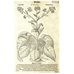 Mattioli - Picnílk lékařský - Plicnijk, dřevořez, 1562