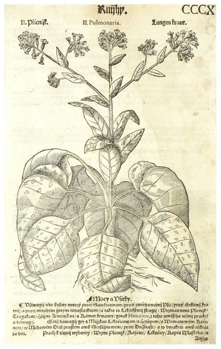 Mattioli - Picnílk lékařský - Plicnijk, dřevořez, 1562