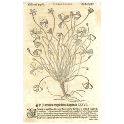 Mattioli - Šťavel kyselý - Stiowijk zagečij, dřevořez, 1562