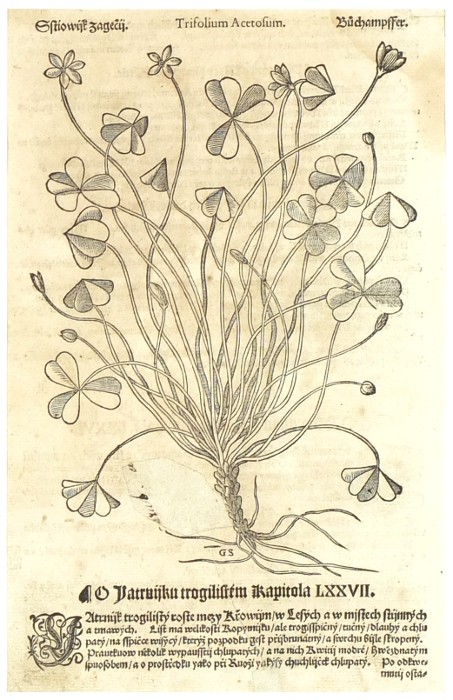 Mattioli - Šťavel kyselý - Stiowijk zagečij, dřevořez, 1562