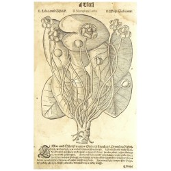 Mattioli - Stulík žlutý (leknín) - Lekno aneb Stulijk, dřevořez, 1562