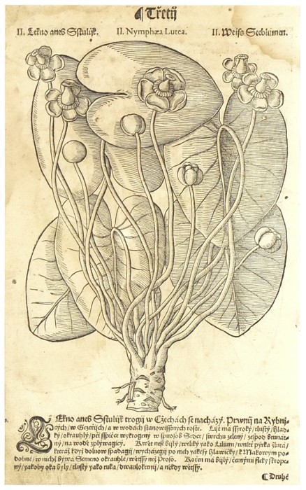 Mattioli - Stulík žlutý (leknín) - Lekno aneb Stulijk, dřevořez, 1562