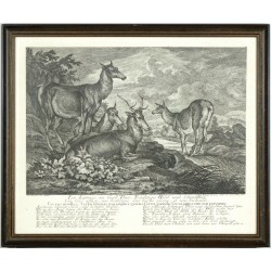 Ridinger - Jelen - Ein Kümmerer, ein Gall Thier, Trächtiges Wild und Schmalthier, mědirytina, 1736
