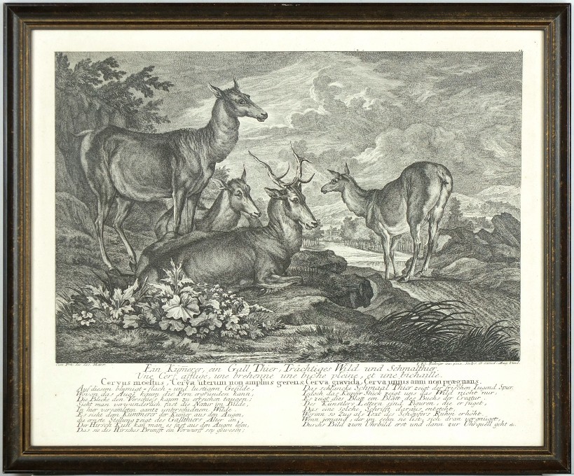 Ridinger - Jelen - Ein Kümmerer, ein Gall Thier, Trächtiges Wild und Schmalthier, mědirytina, 1736