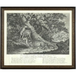 Ridinger - Jelen - Ein Stuck Wild in der Ruhe, mědirytina, 1736