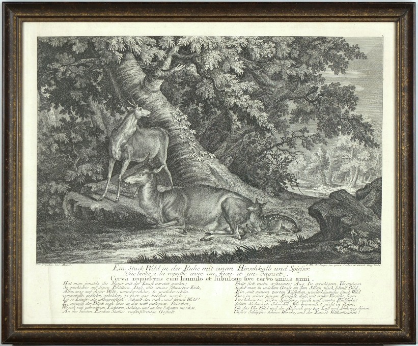 Ridinger - Jelen - Ein Stuck Wild in der Ruhe, mědirytina, 1736