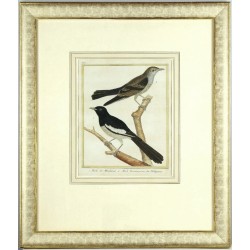 Drozd, Šáma stračí - 1. Merle des Mindanas 2. Merle Dominiquain, mědirytina, Martinet, 1771