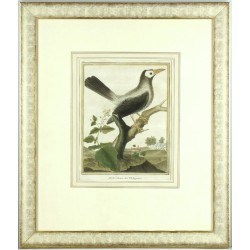 Špaček holohlavý - Merle Chauve, des Philippines, mědirytina, Martinet, 1771