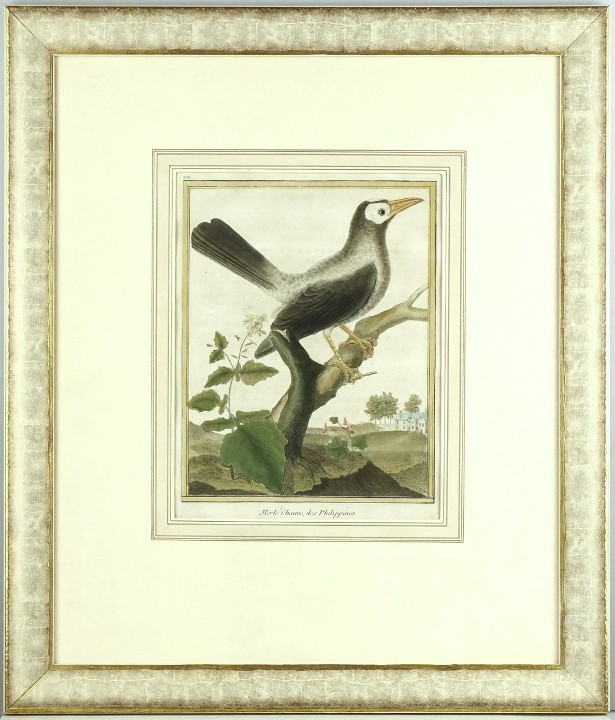 Špaček holohlavý - Merle Chauve, des Philippines, mědirytina, Martinet, 1771