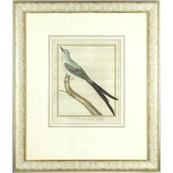 Tyran vidloocasý - Gobe-mouche du Mexique, mědirytina, Martinet, 1771