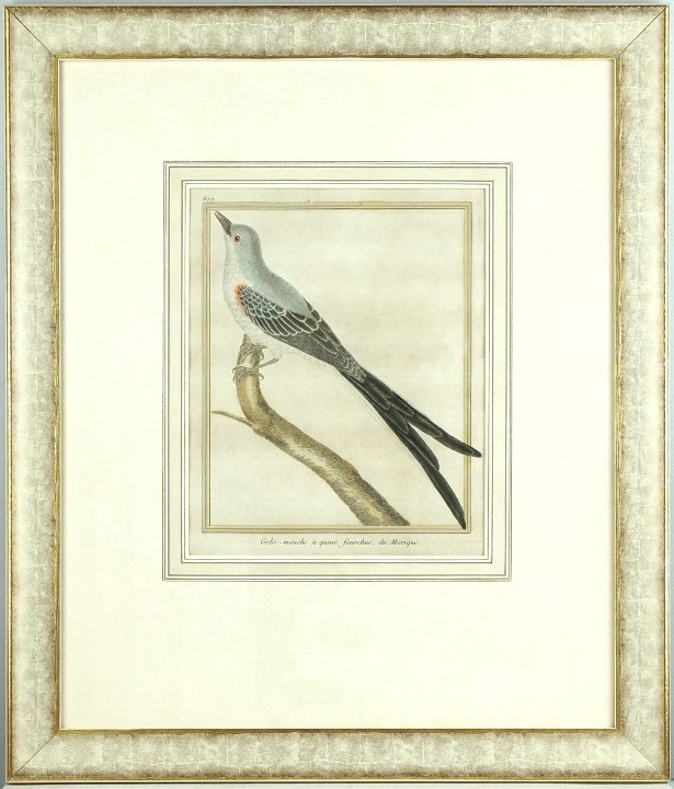 Tyran vidloocasý - Gobe-mouche du Mexique, mědirytina, Martinet, 1771