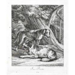 Ridinger - Lovečtí psi, Sau-Rüden, mědirytina, 1738