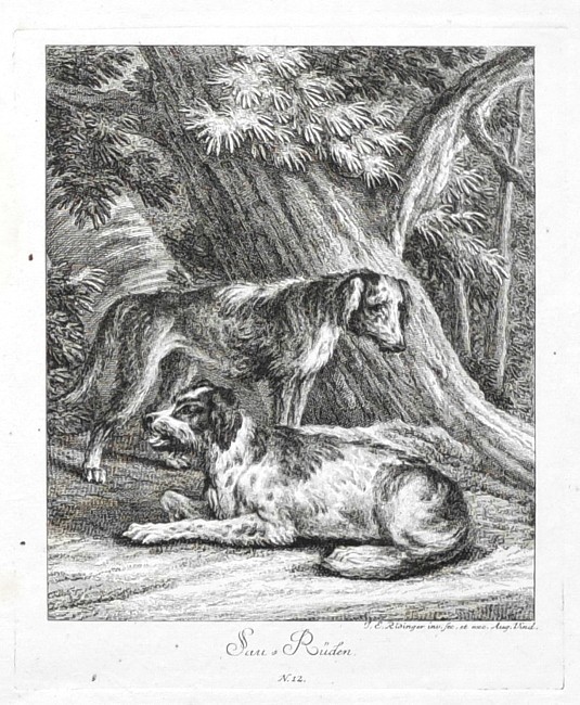 Ridinger - Jagdhunde, Sau-Rüden, Kupferstich, 1738