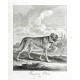 Entwurff Einiger Thiere ... Erster Theil ... von denen Arthen der Hunde