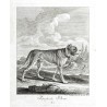 Ridinger - Anglický mastif, Englische Docke, mědirytina, 1738