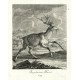 Ridinger - Jelen, Angeschweister Hirsch, mědirytina, 1738