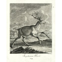 Ridinger - Jelen, Angeschweister Hirsch, mědirytina, 1738