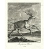 Ridinger - Jelen, Angeschweister Hirsch, mědirytina, 1738