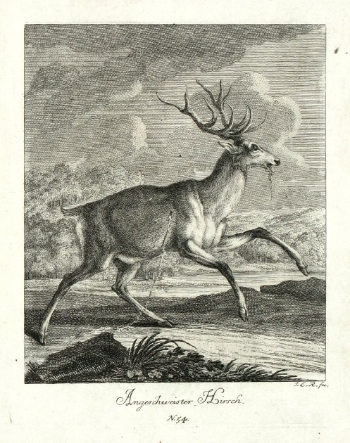 Ridinger - Angeschweister Hirsch, Kupferstich, 1738