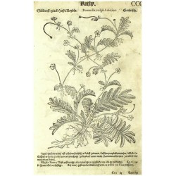 Mattioli - Herbář - Mocha husí - Stříbrnjk, dřevořez, 1562