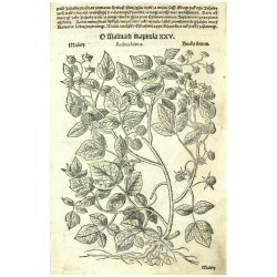 Mattioli - Herbář - Maliny, dřevořez, 1562