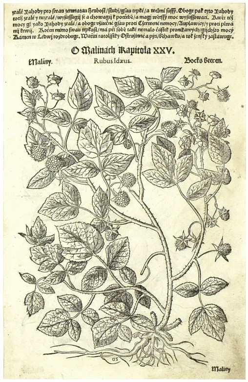 Mattioli - Herbář - Maliny, dřevořez, 1562