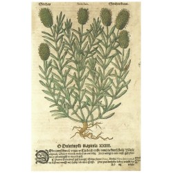 Mattioli - Herbář - Štětka - Stechas, dřevořez, 1562