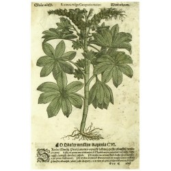 Mattioli - Herbář - Skočec - dřevořez, 1562