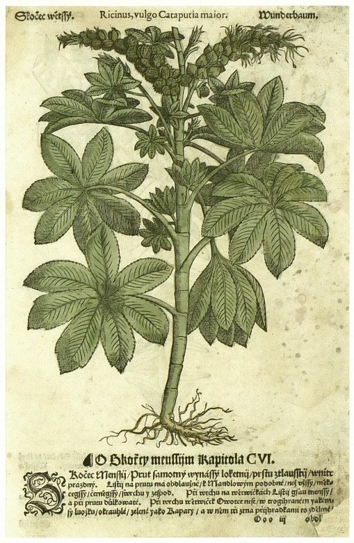 Mattioli - Herbář - Skočec - dřevořez, 1562