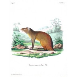 Dasyprocta prymnolopha Wglr.