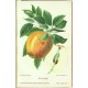 Aepfel und Birnen, Berlín, 1894, apples and pears - 104 chromolithographic plates