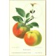 Aepfel und Birnen, Berlín, 1894, jablka a hrušky - 104 chromolitografických tabulí