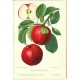 Aepfel und Birnen, Berlín, 1894, Äpfel und Birnen - 104 chromolithographischen Tafeln