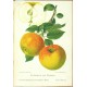 Aepfel und Birnen, Berlín, 1894, jablka a hrušky - 104 chromolitografických tabulí