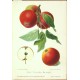 Aepfel und Birnen, Berlín, 1894, jablka a hrušky - 104 chromolitografických tabulí