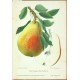 Aepfel und Birnen, Berlín, 1894, jablka a hrušky - 104 chromolitografických tabulí
