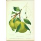 Aepfel und Birnen, Berlín, 1894, apples and pears - 104 chromolithographic plates